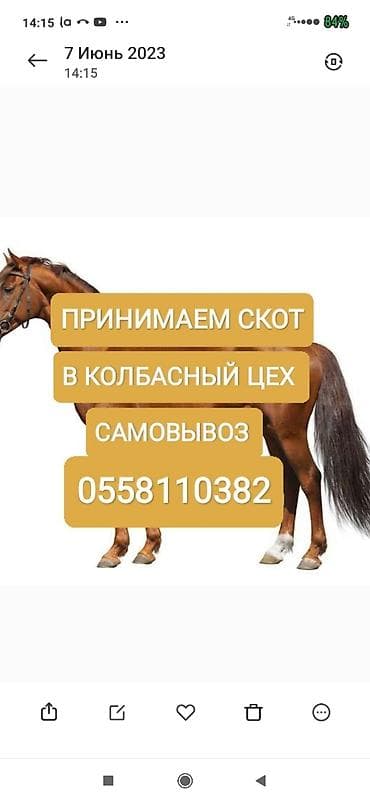 купить ежика бишкек: Частное лицо : Коровы, быки, Лошади, кони, | Круглосуточно, Любое состояние, Забитый — 1