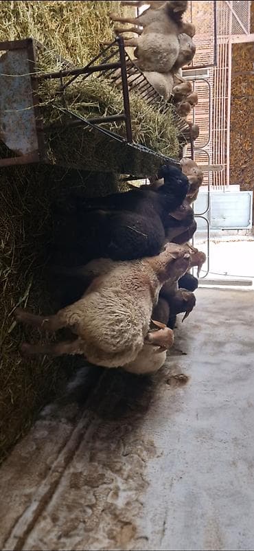 жаны асый: Сатам | Кочкор (эркек) | Көбөйтүү үчүн | Асыл тукумдуу, Бычылган — 1