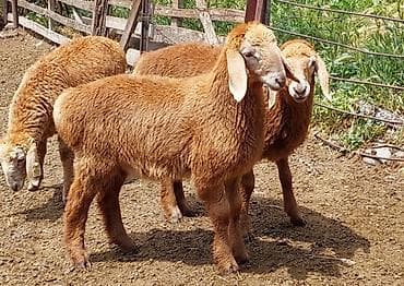 уй музо: Продаю | Овца (самка), Ягненок, Баран (самец) | Арашан | Для разведения | Племенные, Осеменитель, Матка — 3