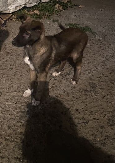 французский бульдог купить бишкек: Овчарка, 2 месяца, Самка — 12