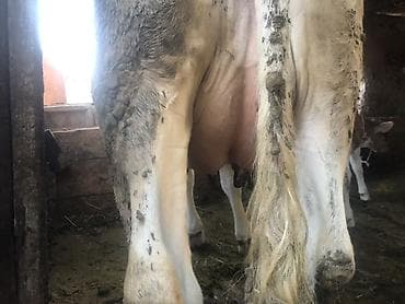 черная шотландская кошка: Продаю | Корова (самка) | Голштин | Для молока | После отела — 4