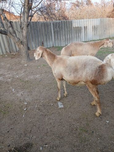 коровы молочной породы купить: Продаю | Овца (самка), Ягненок, Баран (самец) | Для разведения — 6
