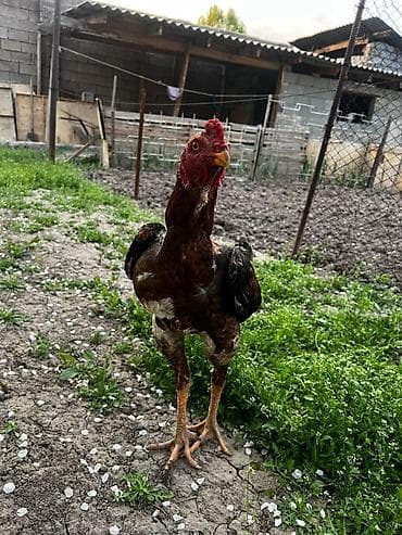 селекци: Продаю | Петух | Бойцовая | Для разведения — 2