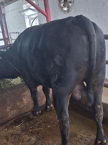 тай полукровка: Продаю | Бык (самец) | Абердин-ангус | Для разведения | Племенные — 3