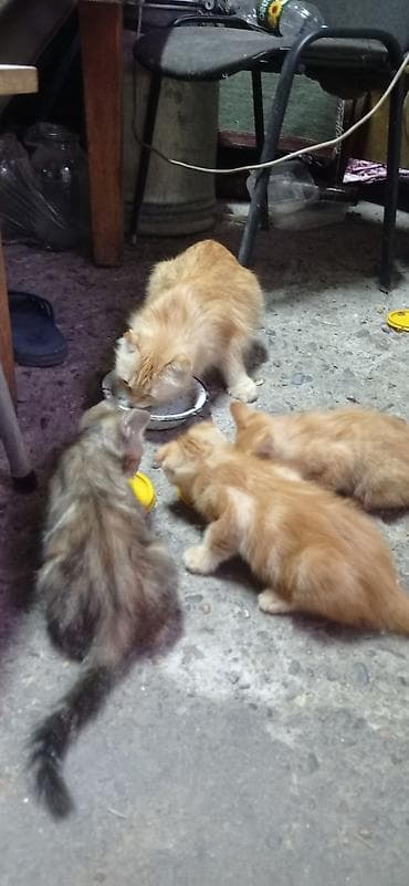 Продажа кошек: Котята от шотландской вислоухой кошки,2 месяца,кушают сами,к лотку — 2