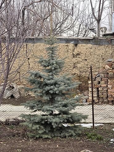 тянь шань: Продаются голубые и тянь-шанские ели. Высота: от 1 до 2,3 метра. 🌲 Ели — 2