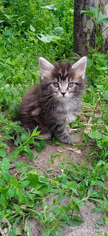 котят бесплатно: Мейн-кун, 2 месяца, Девочка, Приучена к лотку — 2
