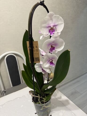 петуния цветы: Орхидеи сортовые в наличии.Цена от 800c-1600с.Бишкек — 1