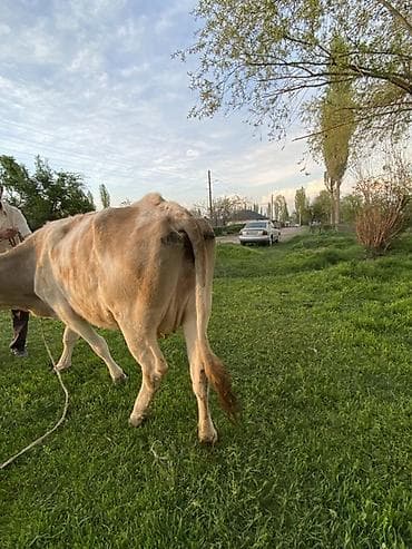 уй жаныбары: Сатам | Уй (ургаачы) | Сүт алуу үчүн — 5