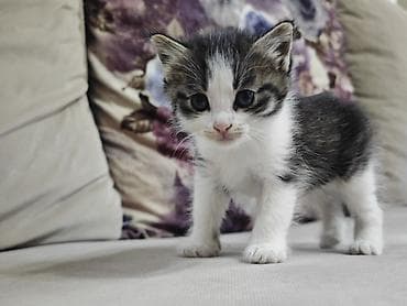 серые котята: Котята домашние, короткошёрстные. - Окрас: один сплошной серый — 5