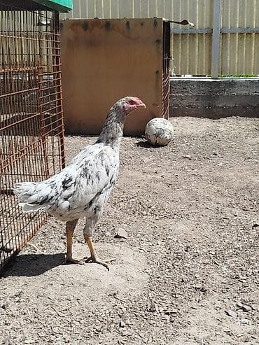 фазан птица: Дакан мекиштер сатылат активный алмашу жолдору бар адрес Заря Тынчтык — 3