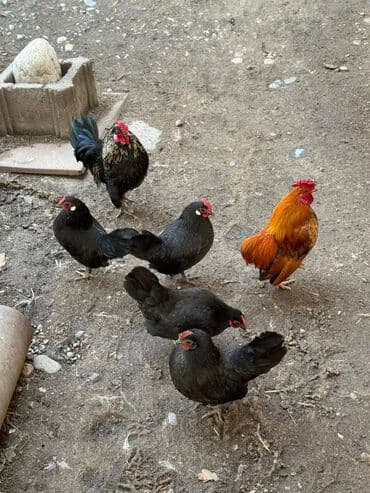 куры бентамки цена: Продаю | Куры, Петух — 1