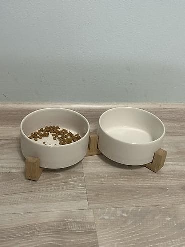 ласки: Скотиш Страйт (Шотландская прямоухая), 7 месяцев, Девочка, Серый, Приучена к лотку — 4