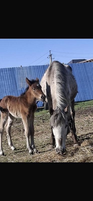 Продаю | Кобыла (самка) | Для разведения at lalafo.kg Продаю | Кобыла (самка) | Для разведения