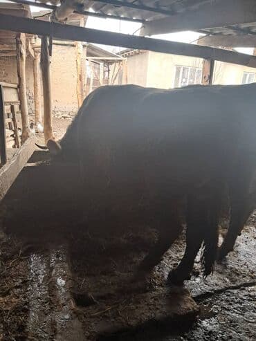 куплю корову на молоко: Продаю | Бык (самец) | На откорм | Привязанные — 5