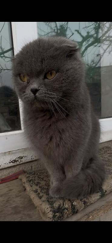 black cat: Шотландская вислоухая кошка (Scottish Fold), окрас — сплошной серый — 4