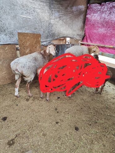 узи коров: Продаю | Овца (самка) | Для разведения | Матка — 1