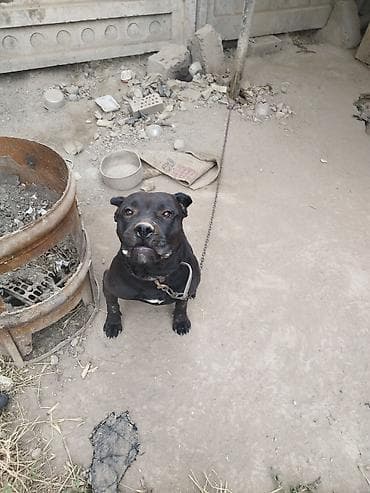 собака из приюта: Крупный гладкошёрстный пёс чёрного окраса с белым пятном на груди — 3