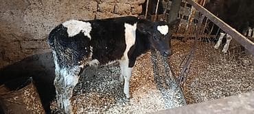 Продаю | Бык (самец)