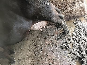 швец карова: Продаю | Корова (самка) | Швицкая | Для молока | Привязанные — 3