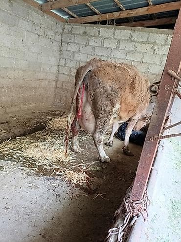 лабрадор щенок бишкек: Продаю | Корова (самка) | Для разведения | После отела — 2