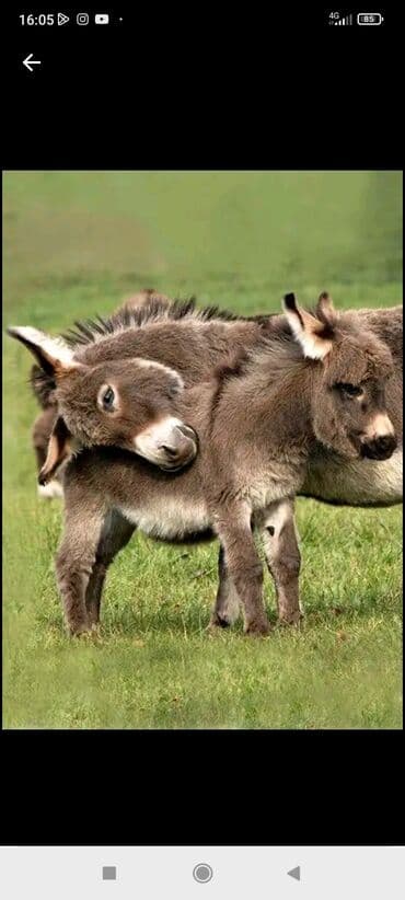 азот спортивная добавка: Ослиное молоко пейте будите здоровы как никогда будите круглосуточным — 1