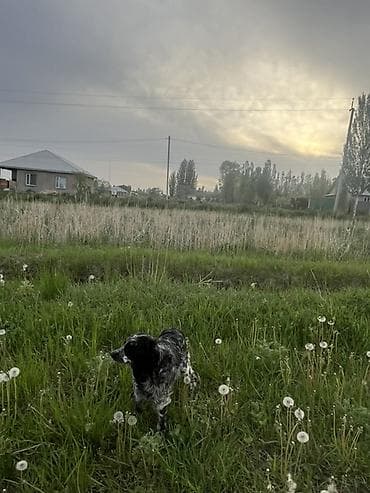 Собаки: Кокер-спаниель, 1 год, Самка, С прививкой — 7