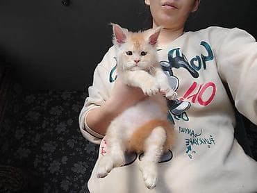 куры простые: Мейн-кун, 1 месяц, Мальчик, Красный, Приучена к лотку — 1