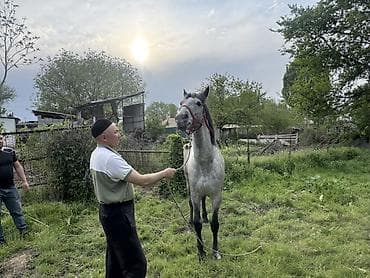 лошадь купить: Продаю | Жеребец | Рабочий — 6