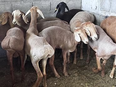 кожа крс: Продаю | Овца (самка), Ягненок | Арашан | Для разведения | Ярка — 4