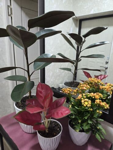 Декабристы: Декабрист (Schlumbergera) — комнатный кактус с плоскими членистыми — 3