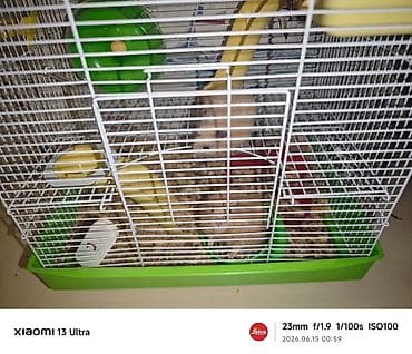 бука алабыз: Отдам даром в хорошие руки 2х хомяков с клеткой — 1