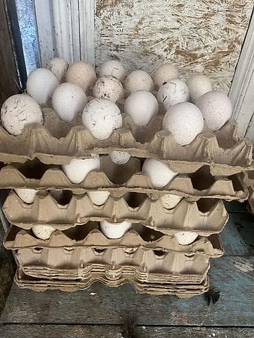 яица для инкубации: Инкубационная яйцо индюшки !!! 
Ундуктун жумурткасы сатылат !!! — 1