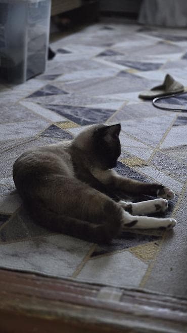 куда можно отдать кошку: Кошка даром: Сиамская, 2 года, Мальчик — 4