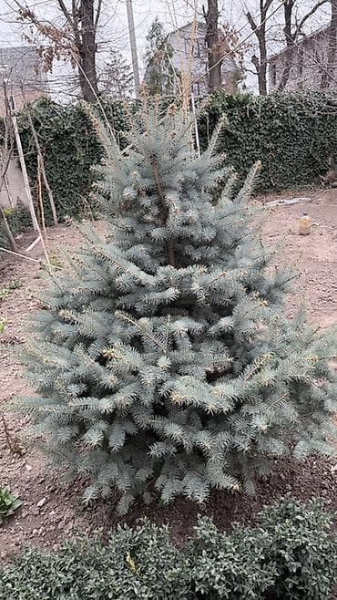 сирень саженцы: Ель голубая и зеленая (Picea pungens, blue spruce) для ландшафтного — 1