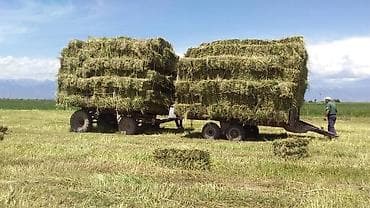 Продается натуральное горное сено! Качественное горное сено первого — 1