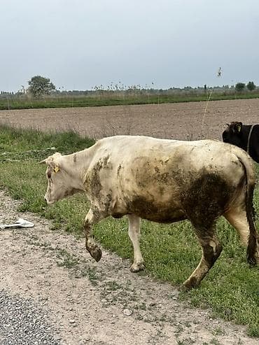 быки в канте: Продаю | Тёлка | Для разведения — 1