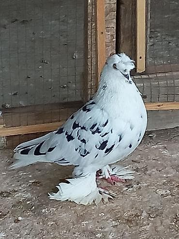 белый голубь: Продаю голубей игровых голубка жучка двухяубая голубь носочюбый соч — 5
