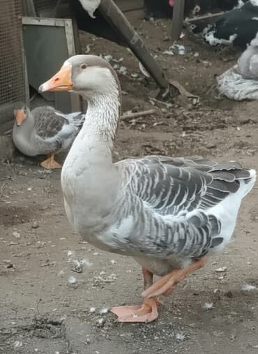 сколько стоит померанский шпиц в бишкеке: Продаю гусака,породы серая крупная,вес,7 кг,возраст 6 мес.,или меняю — 1