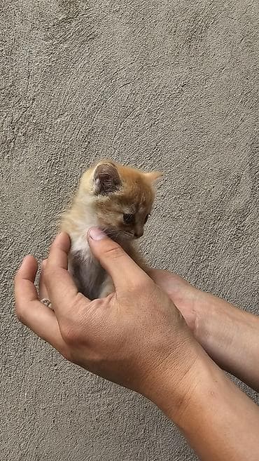 кошка в добрые руки: Кошка даром: Беспородная, 2 месяца, Девочка — 4