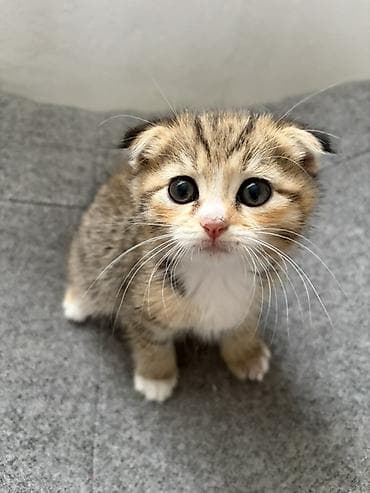 Мышыктар: Котята из одного помёта. Породы/тип: - Шотландские вислоухие (рыжие — 5