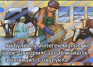 Вакансии: Семейный ичпеген малчы керек!Требуется пастух/скотник для работы с — 1
