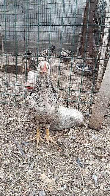 купить щегла: Продаю ТОЛЬКО ПЕТУШКОВ!!! 3 мес по 300 с 6 шт. НЕ ПОРОДА!!!с — 2