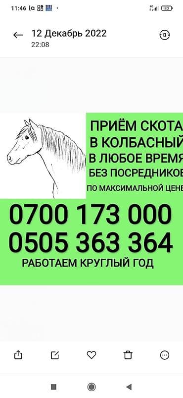 Куплю | Коровы, быки, Лошади, кони, Другие с/х животные | Круглосуточно, Любое состояние, Забитый