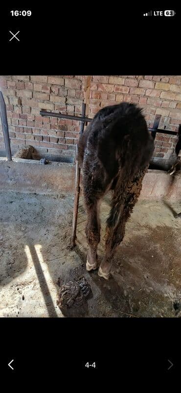 домашние питомцы: Продаю | Тёлка | На откорм, Для разведения, Для молока | Привязанные — 4