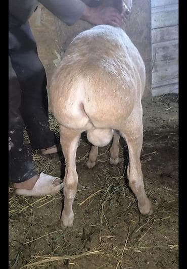 сокол птица цена: Продаю | Ягненок | Для разведения | Племенные — 5