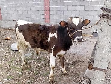 сементал уйлар: Продаю | Бык (самец) | На откорм | Привязанные — 4