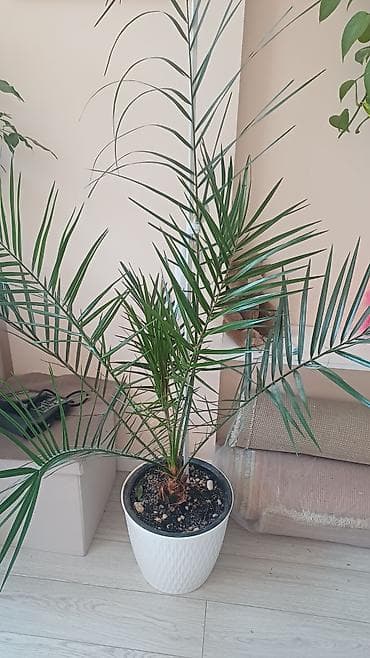 фикусы: Комнатные растения в горшках 1) Фикус Бенджамина (Ficus benjamina) - — 2