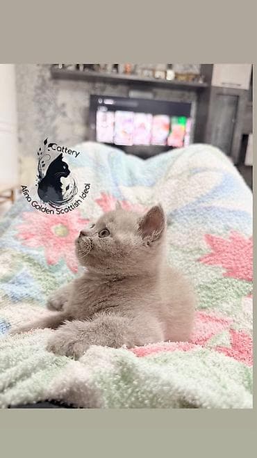 животные кошки: Британская короткошёрстная, 1 месяц, Девочка, Лиловый, Приучена к лотку, Проглистована, С прививками — 2