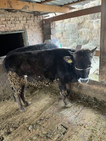 племенные коровы молочные купить: Продаю | Бык (самец) | На откорм | Привязанные — 3